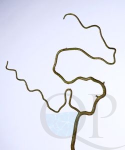 000006764_original