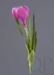 000006528_original