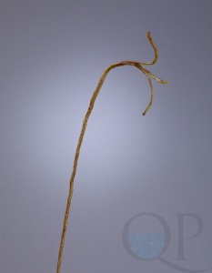 000006758_original