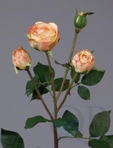 000006753_original