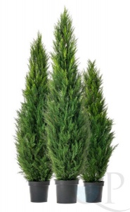 000006396_original