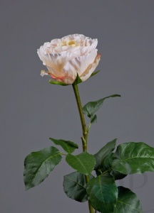 000007512_original