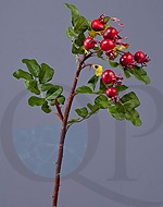 000006744_original