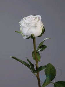 000007520_original