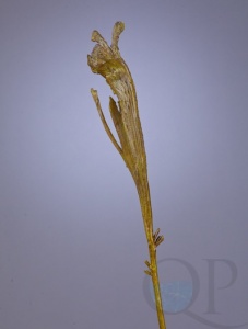 000006757_original