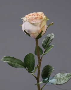 000007519_original