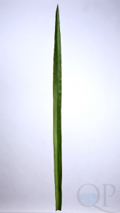 000006817_original