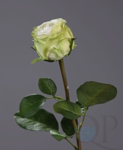 000007516_original