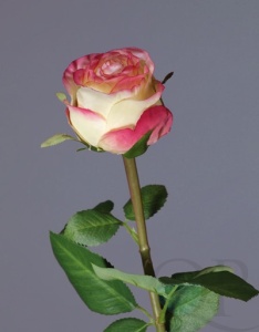 000007518_original