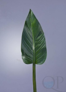 000006824_original