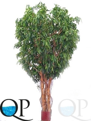 000006336_original