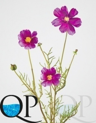 000006524_original