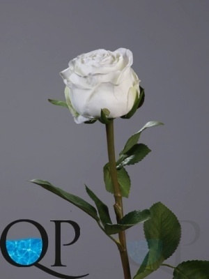 1_1dff835a-7d60-11e5-bf9c-00e05316b922