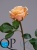 000006721_original