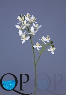 000006548_original
