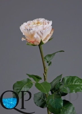 000007512_original