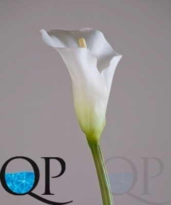 000006521_original