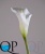 000006521_original
