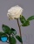 000006718_original