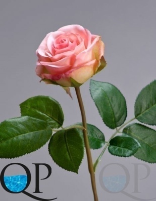 000006720_original