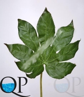 000006818_original