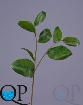 000006760_original