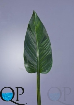 000006824_original