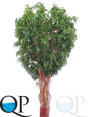 000006336_original