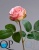 000006720_original