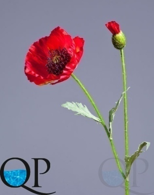 000006536_original