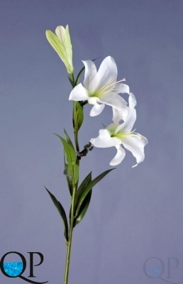000006530_original