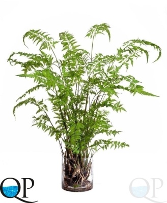 000006683_original
