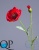 000006536_original