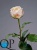 000007508_original 000007508_original