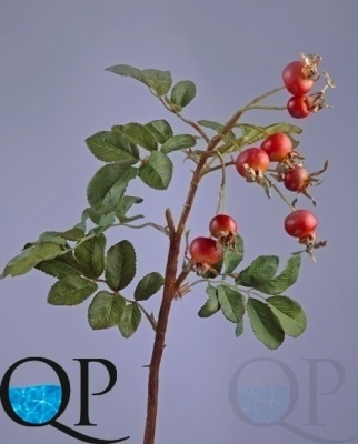 000006746_original