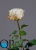000007507_original