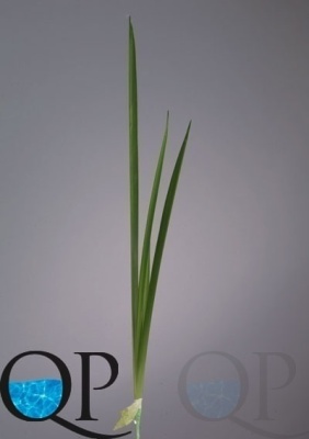 000006820_original