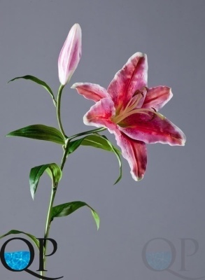 000006534_original