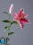 000006534_original