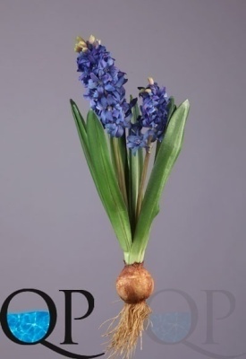 000006504_original