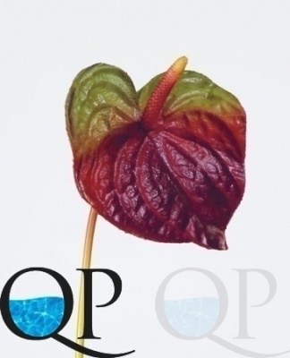 000006486_original