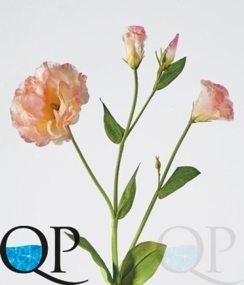 000006637_original