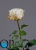 1_1dff832c-7d60-11e5-bf9c-00e05316b922