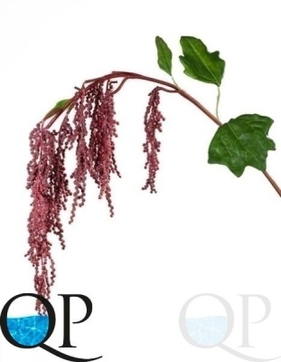 000006475_original