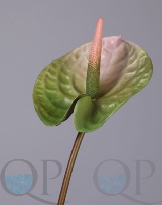 000006489_original