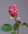 000007517_original 000007517_original