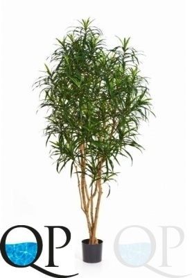 000006284_original