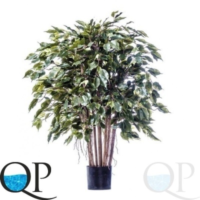 000006443_original