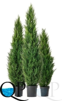 000006396_original