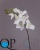 000006547_original 000006547_original